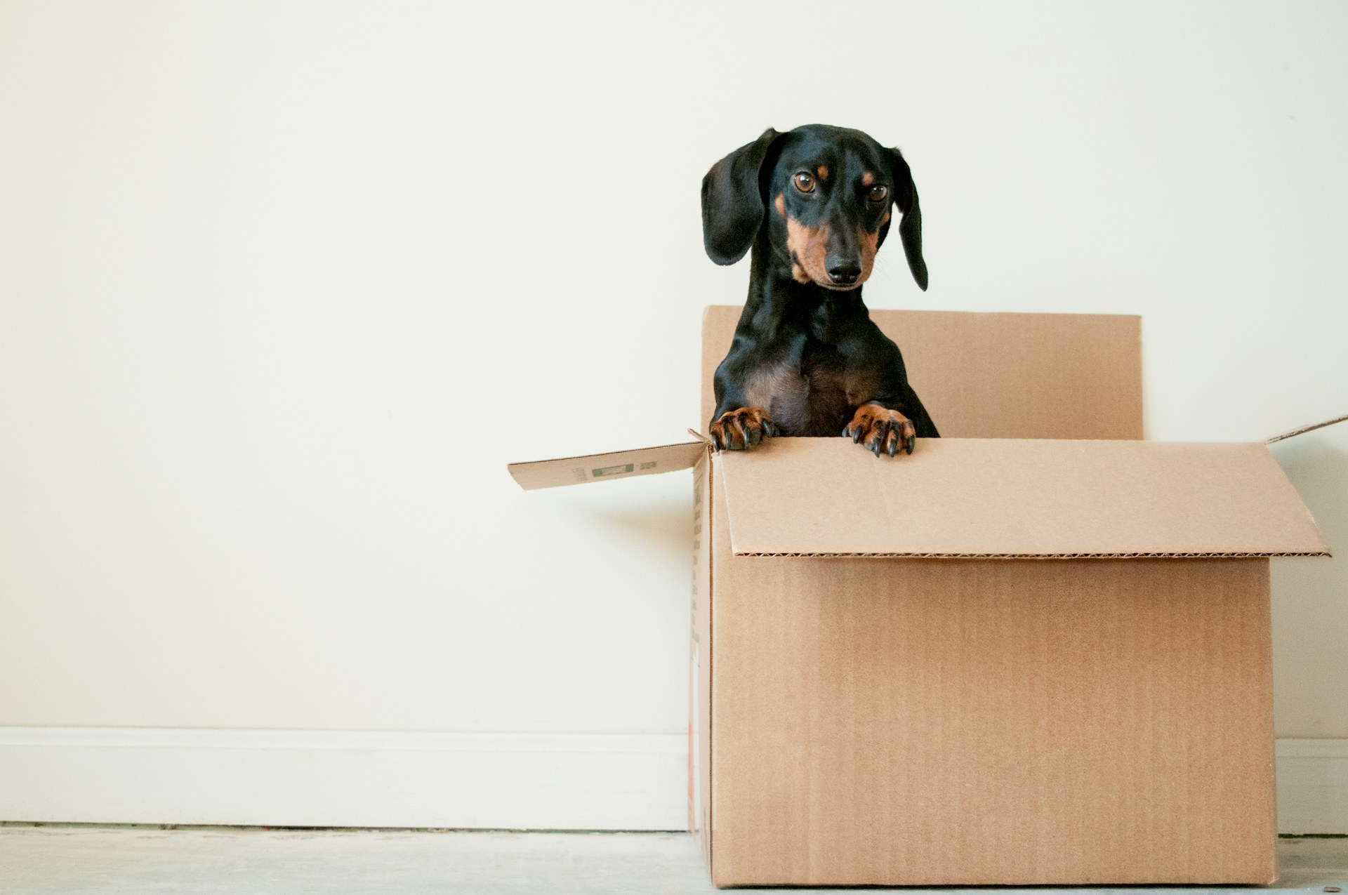 Moving house with a dog: a week by week plan