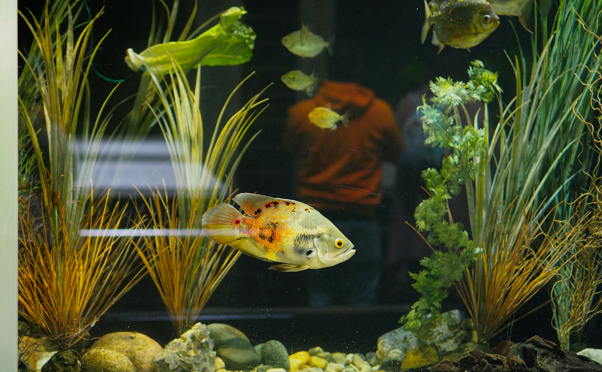 Moving a fish tank and large plants guide