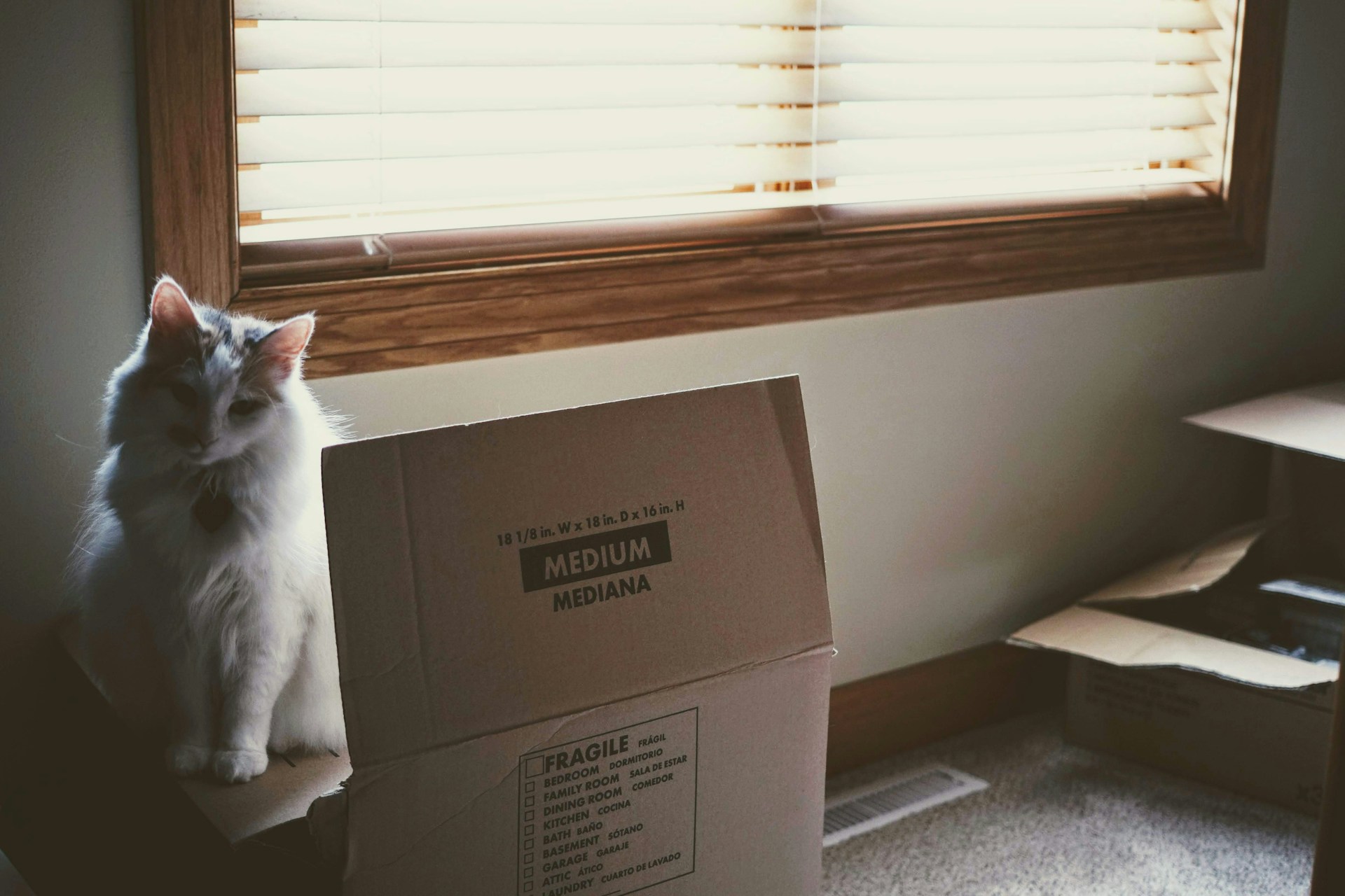 Moving house with a cat safely in Southampton